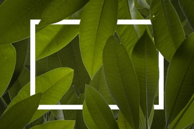 Reklam medyası için beyaz kare çerçeve.