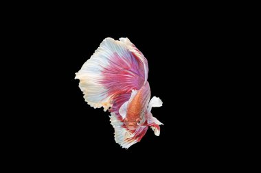 Savaşan tek Siyam Balığı.