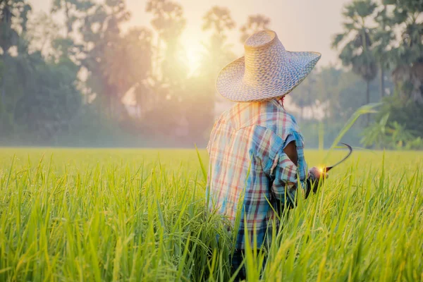 Petani Thailand sedang memeriksa tanaman padi. — Stok Foto