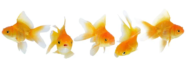 Cinco peixes dourados isolados em fundo branco . — Fotografia de Stock