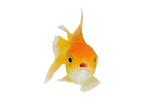 Único animal goldfish isolado no fundo branco, Straight fr — Fotografia de Stock