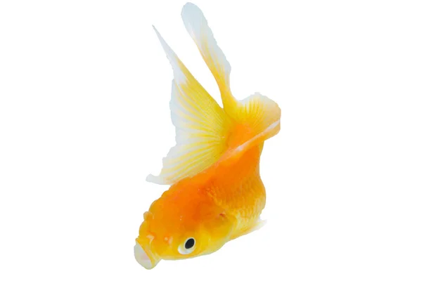 Enda guldfisk djur isolerad på vit bakgrund, Simning po — Stockfoto