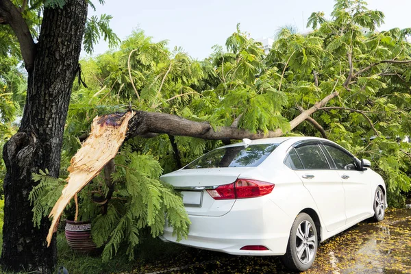 Incidente, l'albero cadde sulla macchina fino a causare danni — Foto Stock