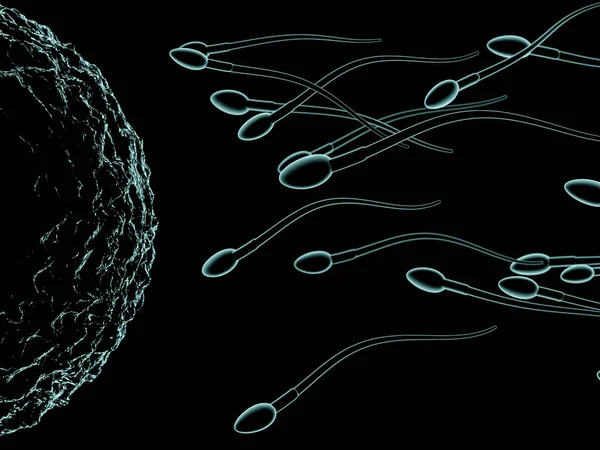 Spermium és a petesejt mikroszkópos megtekintése. 3D-leképezés — Stock Fotó