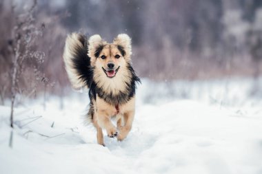 kar üzerinde çalışan mutlu köpek