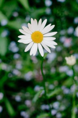 Beyaz çiçek yeşil bir arka plan bulanık bir uzun yeşil kök üzerinde sarı merkezi olan