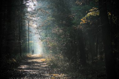 Bir yol ormanda yürüyen bir adam