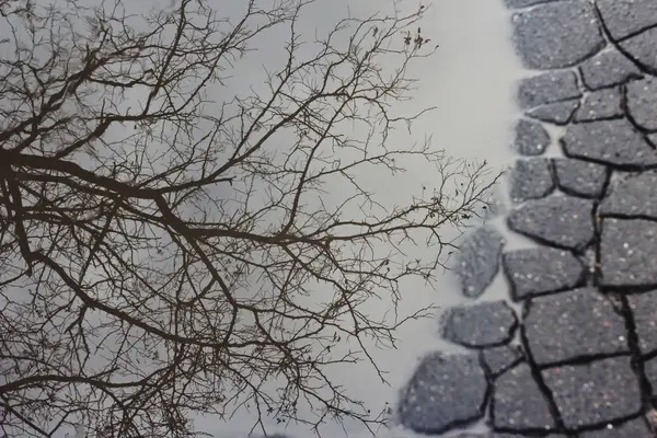 Reflet Arbre Dans Une Flaque Sur Trottoir Fissuré — Photo