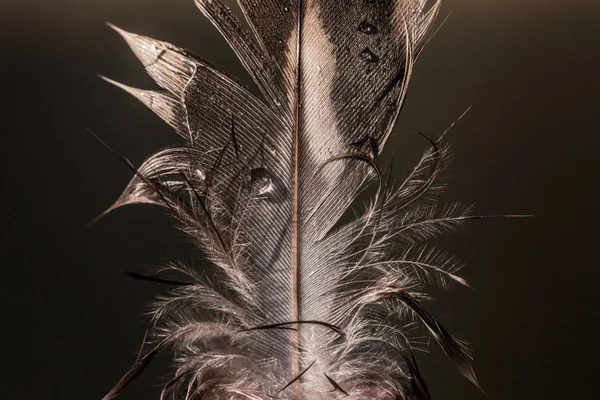 Ruffled Feather Drop Water Black Background — Stock Photo, Image