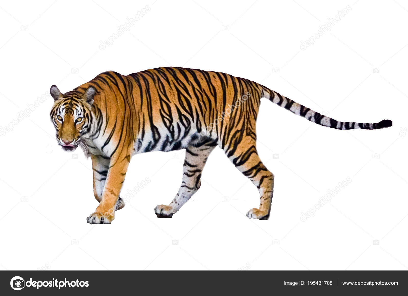 Tiger White Background Isolate Full Body Stock Photo by ©sarayut 195431708