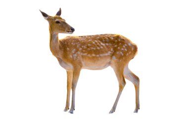 beyaz arka planda izole edilmiş bebek geyik