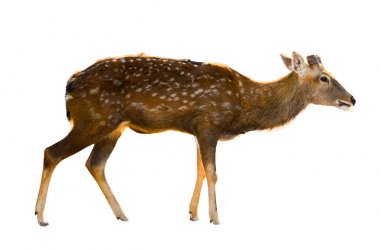 beyaz arka planda izole edilmiş bebek geyik