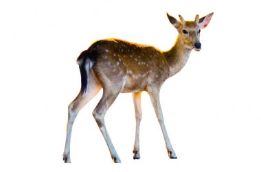 beyaz arka planda izole edilmiş bebek geyik