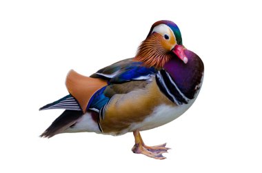 Aix galericulata Mandarin ördek güzel renk