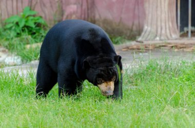 Güneş ayı büyük siyah ayı yeşil çimenlerin üzerinde