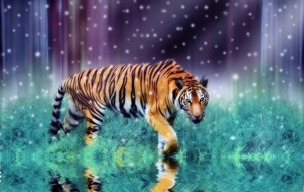 Tigre Faccia Feroce Combinazione Colori Nel Romanzo Neve — Foto Stock
