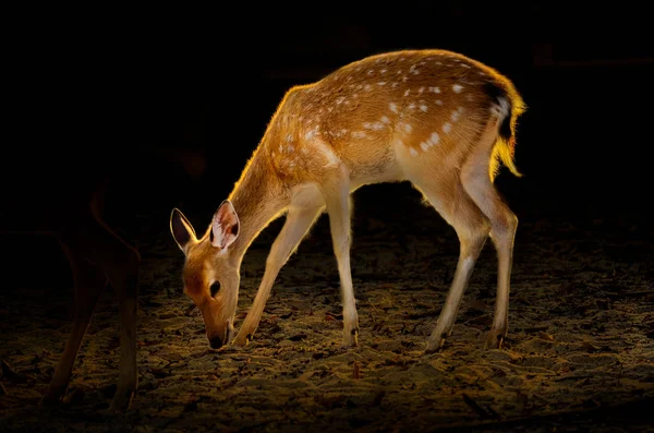 シカ暗い背景の体に黄金の光の横にある黄金の鹿 — ストック写真