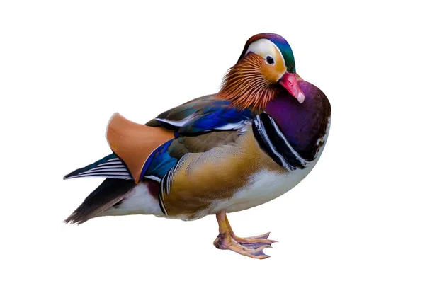 Aix pospolita Mandarin duck piękny kolor — Zdjęcie stockowe