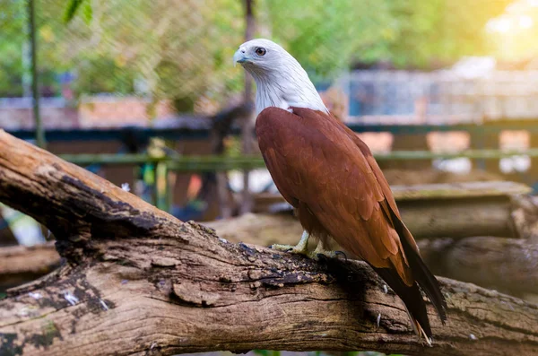 Faucon Oiseau Niché Sur Fond Vert Orange — Photo