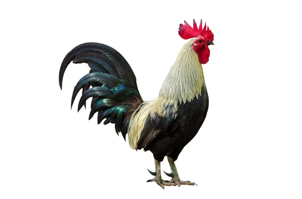 Rooster Black White Isolate Hen — Stock Photo, Image