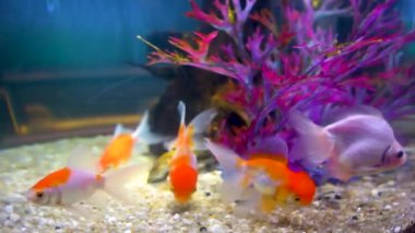 Birçok Japon balığı akvaryumda yüzüyor..