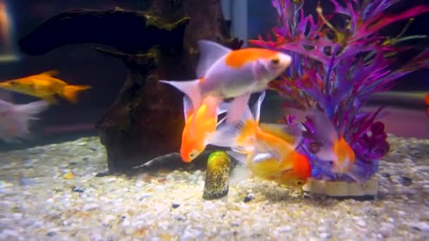 Багато Золотих Риб Плавають Акваріумі — стокове відео