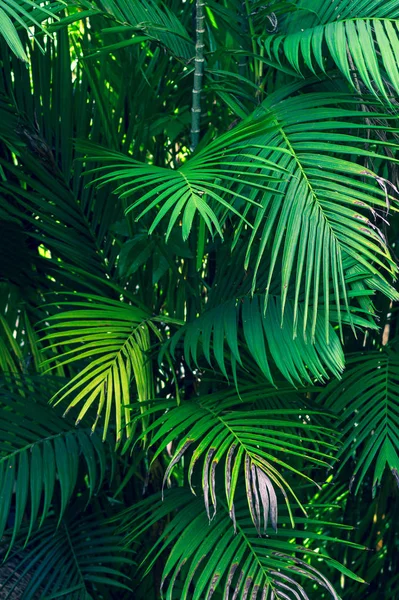 Blätter Abstrakt Palme Tropische Blätter Bunte Blume Auf Dunklem Tropischen — Stockfoto