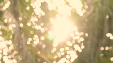 Bokeh yaprakları rüzgardan dolayı sallanıyordu, parlayan güneş yüzünden..