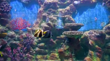 Bir grup balık mavi denizin altında mercan resifinde yüzüyor. 4k