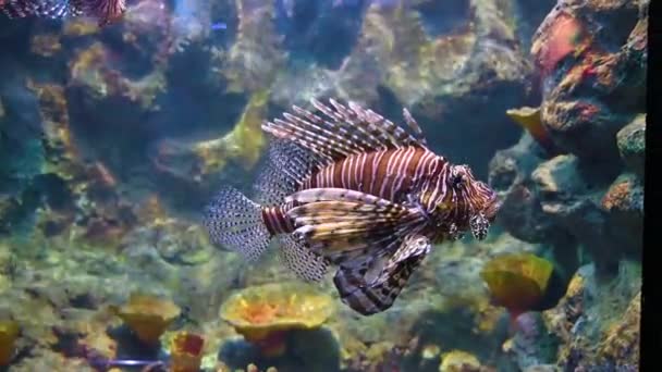 Miles lionfish Swimming in coral under the sea — ストック動画