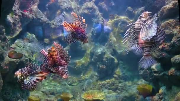 Millerce aslan balığı denizin altında mercan içinde yüzüyor. — Stok video