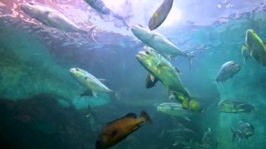 Bir grup balık mavi denizin altında mercan resifinde yüzüyor. 4k