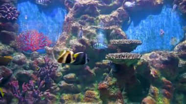 Bir grup balık mavi denizin altında mercan resifinde yüzüyor. 4k