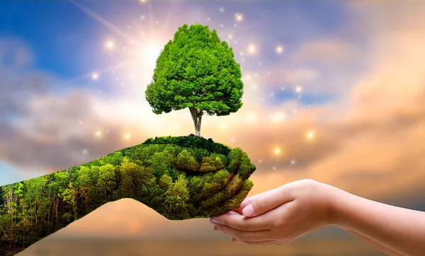 День Земли Руках Деревьев Выращивающих Саженцы Боке Зеленый Фон Женская — стоковое фото