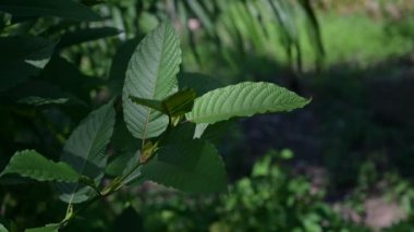 Kratom (Mitragyna speciosa) yeşil, Vdo 4k tipi bir uyuşturucudur.