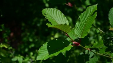 Kratom (Mitragyna speciosa) yeşil, Vdo 4k tipi bir uyuşturucudur.
