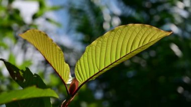 Kratom (Mitragyna speciosa) yeşil, Vdo 4k tipi bir uyuşturucudur.