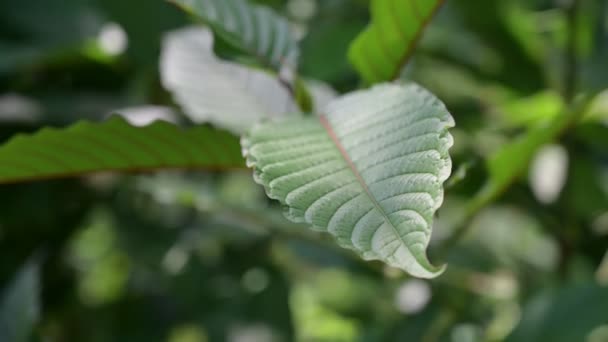 Kratom (Mitragyna speciosa) zöld Egy olyan típusú gyógyszer Vdo 4k — Stock videók