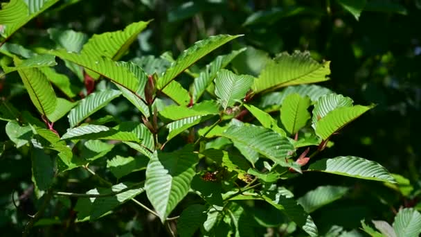 Kratom (Mitragyna speciosa) yeşil, Vdo 4k tipi bir uyuşturucudur. — Stok video