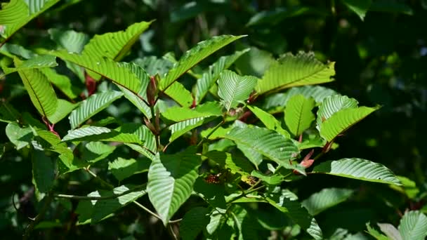 Kratom (Mitragyna speciosa) verde Es un tipo de medicamento VDO 4K — Vídeo de stock