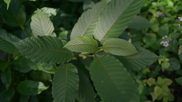 크라 톰 (mitragyna speciosa) 녹색 은 VDO 4K 약물의 일종이다. — 비디오