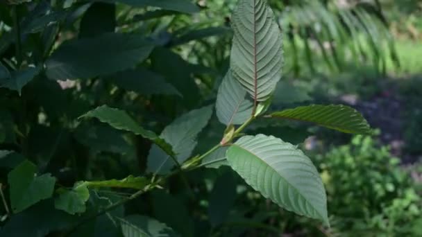 Kratom (Mitragyna speciosa) zöld Egy olyan típusú gyógyszer Vdo 4k — Stock videók