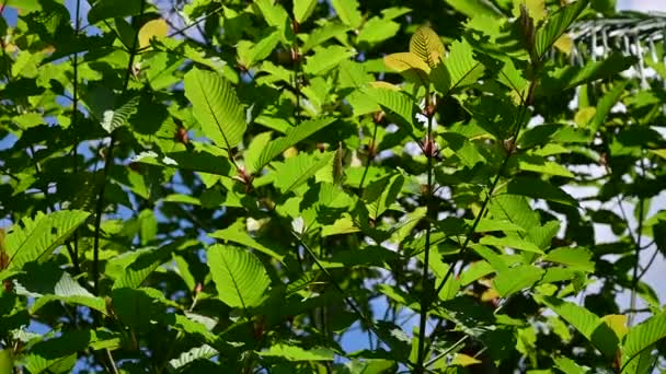 Kratom (Mitragyna speciosa) verde Es un tipo de medicamento VDO 4K — Vídeo de stock