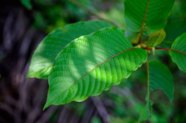 Kratom (Mitragyna speciosa) yeşil bir uyuşturucu türüdür