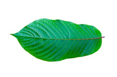 Kratom (Mitragyna speciosa) yeşil bir uyuşturucu türüdür