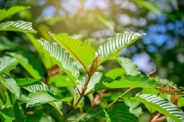 Kratom (Mitragyna speciosa) yeşil bir uyuşturucu türüdür