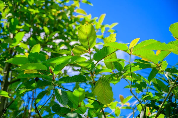 Kratom (Mitragyna speciosa) yeşil bir uyuşturucu türüdür