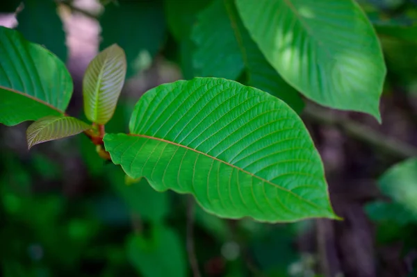 Kratom (Mitragyna speciosa) yeşil bir uyuşturucu türüdür