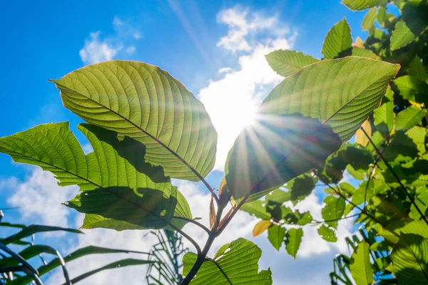 Mitragyna Speciosa 녹색은 약물의 일종이다 — 스톡 사진