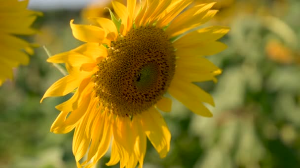 Les abeilles et les insectes grouillent le tournesol jaune le soir de lumière dorée. VDO 4K 